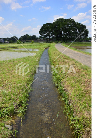 多摩の田んぼ　八王子市高月 78225976