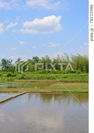多摩の田んぼ　八王子市高月 78225986