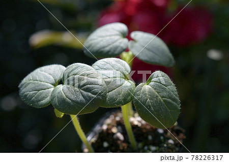 春牡丹の季節のオクラの芽。苗。野菜、家庭菜園、畑イメージ素材 78226317