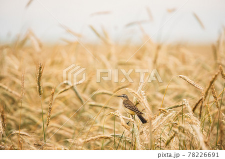 Western Yellow Wagtail. Motacilla Flava Is A Small Passerine In The Wagtail Family Motacillidae, Which Also Includes The Pipits And Longclaws. This Species Breeds In Much Of Temperate Europe And Asia 78226691