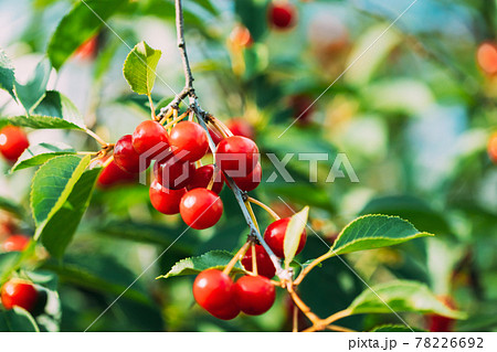 Red Ripe Cherry Berries Prunus subg. Cerasus on tree In Summer Vegetable Garden 78226692