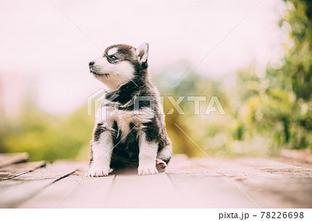 Four-week-old Husky Puppy Of White-gray-black Color Sitting On Wooden Ground And Looking Into Distance Four-week-old Husky Puppy Of White-gray-black Color Sitting On Wooden Ground And Looking Into Distance 78226698
