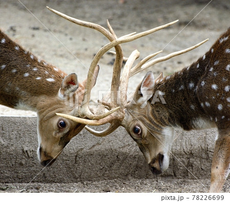 決闘・アクシスジカが、角を絡めて組み合う　01 78226699