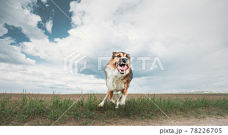 Angry Aggressive Mad Dog Running On Camera Angry Aggressive Mad Dog Running On Camera 78226705