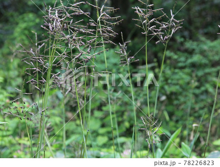 笹竹の花の群生 笹の穂 の写真素材 7263