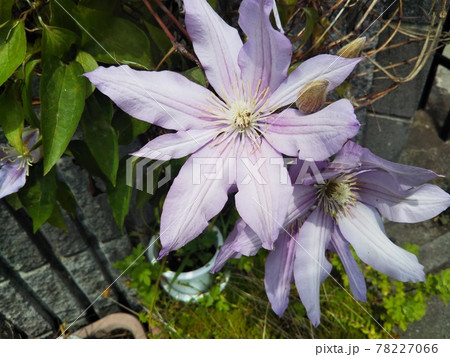 テッセンの花 テッセンの花 78227066