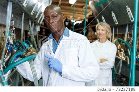 Farm milkmaid man in bathrobe standing near automatical cow milking machines Farm milkmaid man in bathrobe standing near automatical cow milking machines 78227189