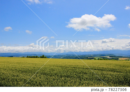 麦畑と青空 78227306