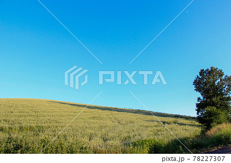 丘のソバ畑と澄んだ青空 78227307