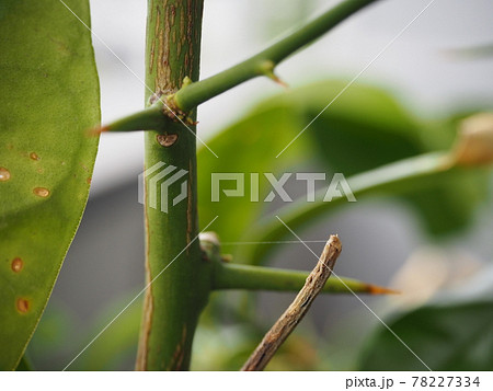 金柑の木の枝の上で擬態するシャクトリムシの体を支える糸 金柑の木の枝の上で擬態するシャクトリムシの体を支える糸 78227334