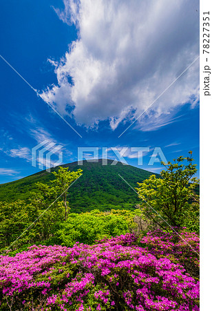 新緑の霧島山とミヤマキリシマの群落 新緑の霧島山とミヤマキリシマの群落 78227351