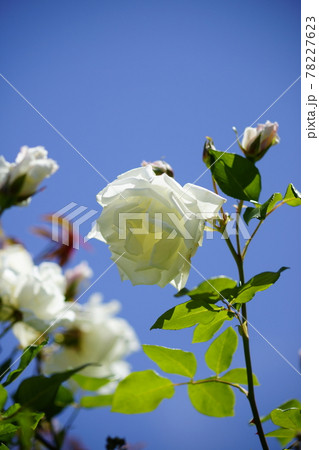 薔薇 (つる ミセス・ハーバート・スティーブンス) 78227623