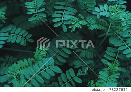 Background of green tropical plants with small juicy leaves in a row in a dark key with 78227632