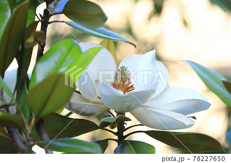 開花中の泰山木(タイサンボク) 開花中の泰山木(タイサンボク) 78227650