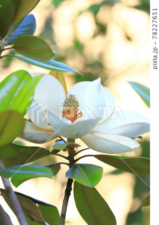 開花中の泰山木(タイサンボク) 開花中の泰山木(タイサンボク) 78227651