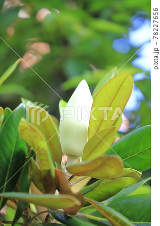 開花中の泰山木（タイサンボク） 78227656