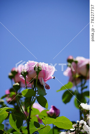 薔薇 (つる マダム・カロニーヌ・テストゥ) 薔薇 (つる マダム・カロニーヌ・テストゥ) 78227737