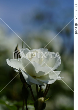 薔薇 (つる アイスバーグ) 78227954