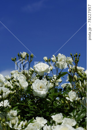 薔薇 (つる アイスバーグ) 薔薇 (つる アイスバーグ) 78227957