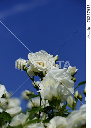 薔薇 (つる アイスバーグ) 薔薇 (つる アイスバーグ) 78227958