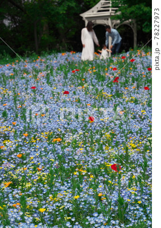 名古屋港ワイルドフラワーガーデン ブルーボネットのワイルドフラワーの里 78227973