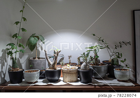 いろいろな塊根植物 78228074