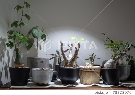 いろいろな塊根植物 78228076