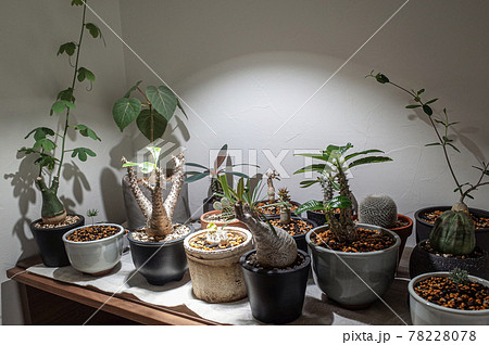 いろいろな塊根植物 いろいろな塊根植物 78228078