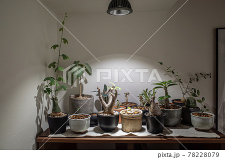 いろいろな塊根植物 いろいろな塊根植物 78228079