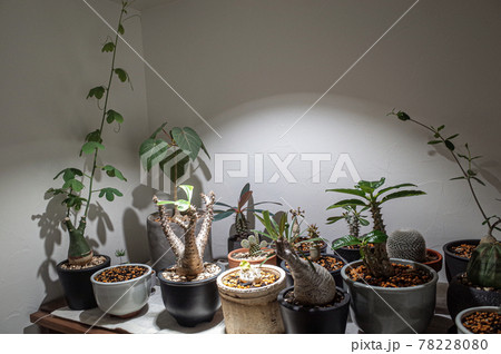 いろいろな塊根植物 78228080