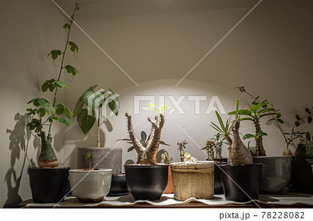 いろいろな塊根植物 78228082