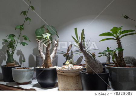 いろいろな塊根植物 78228085