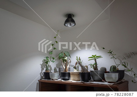 いろいろな塊根植物 いろいろな塊根植物 78228087