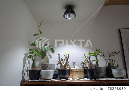 塊根植物に強い光を当てる 78228089