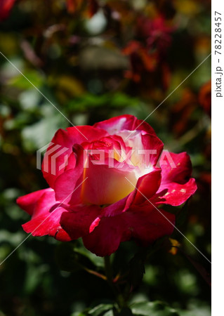 薔薇 (ダブル・ディライト) 薔薇 (ダブル・ディライト) 78228457