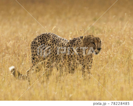 Tanzania pictures Tanzania pictures 78228485