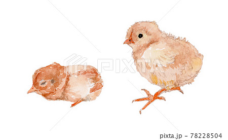 Watercolor Illustration Of Sleeping Chicks And Stock Illustration