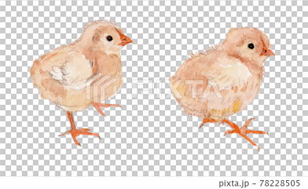 Watercolor illustration of a newborn chick (3-5 days old) 78228505