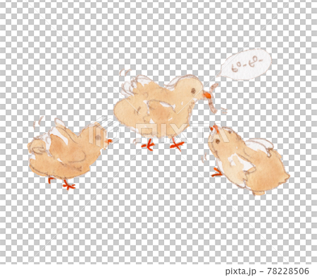 みみずを取り合うひよこの水彩イラスト 78228506