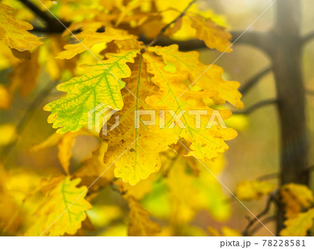 Oak branches with yellow leaves in autumn park Oak branches with yellow leaves in autumn park 78228581