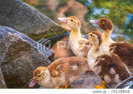 Cute little ducklings standing in a lake coast Cute little ducklings standing in a lake coast 78228608