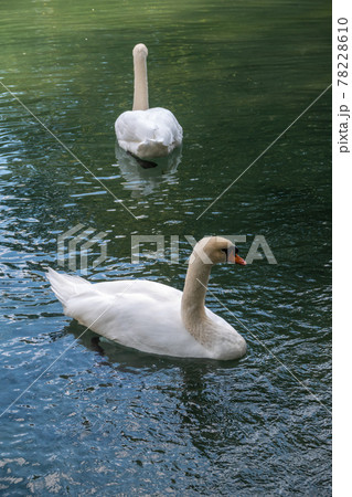 Two graceful white swans swim in the dark water. Two graceful white swans swim in the dark water. 78228610