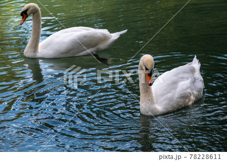 Two graceful white swans swim in the dark water. 78228611