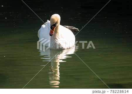 A graceful white swan swimming on a lake with dark green water. The white swan is reflected in the water 78228614