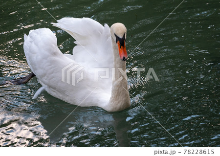 A graceful white swan swimming on a lake with dark green water. The white swan is reflected in the water 78228615