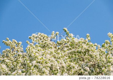Apple tree branches with white flowers on a background of blue clear sky. Apple tree branches with white flowers on a background of blue clear sky. 78228616