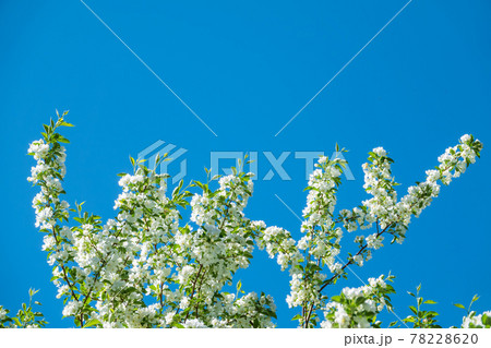 Apple tree branches with white flowers on a background of blue clear sky. 78228620