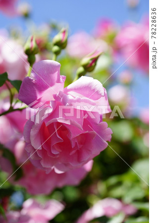 薔薇 (スパニッシュ・ビューティ) 78228636