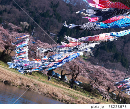 北上展勝地のさくらまつり 北上展勝地のさくらまつり 78228673
