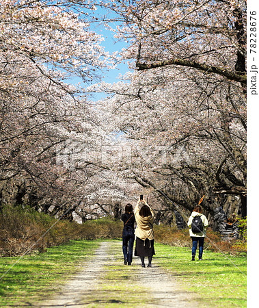 北上展勝地のさくらまつり 北上展勝地のさくらまつり 78228676